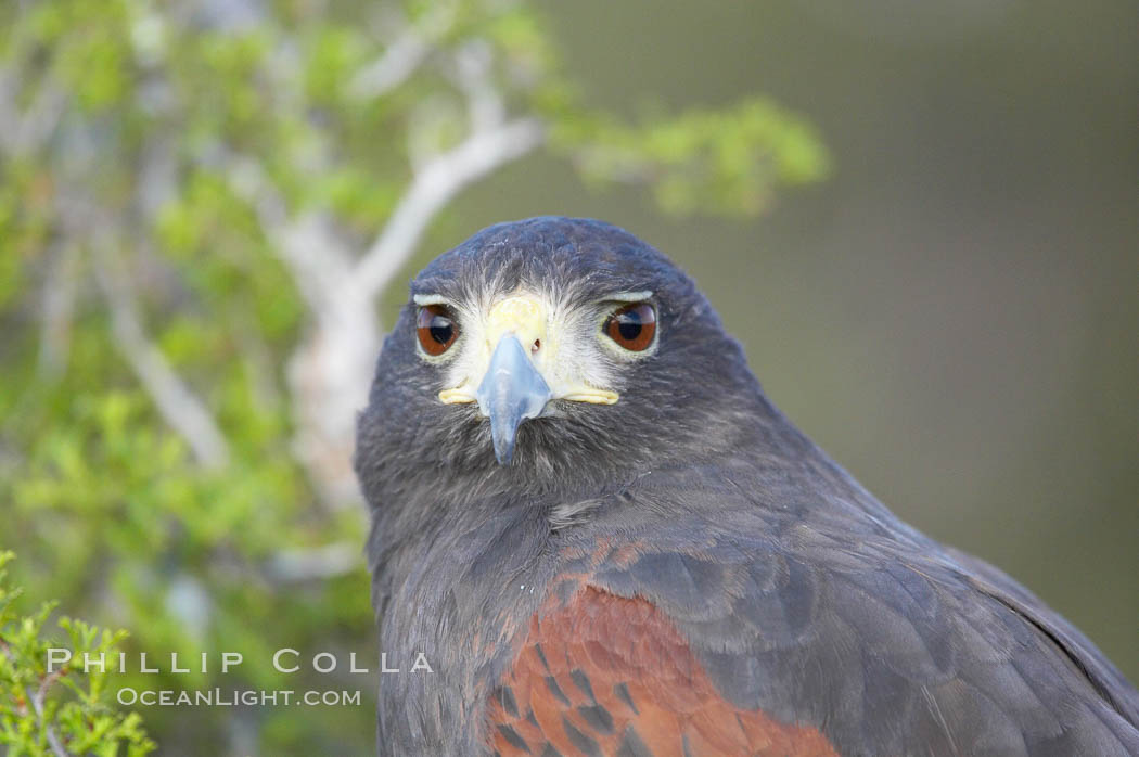 Harris hawk., Parabuteo unicinctus, natural history stock photograph, photo id 12172