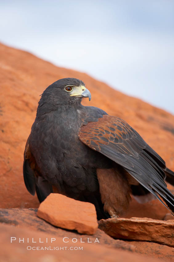 Harris hawk., Parabuteo unicinctus, natural history stock photograph, photo id 12176