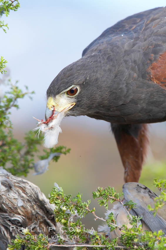 Harris hawk devours a dove., Parabuteo unicinctus, natural history stock photograph, photo id 12180