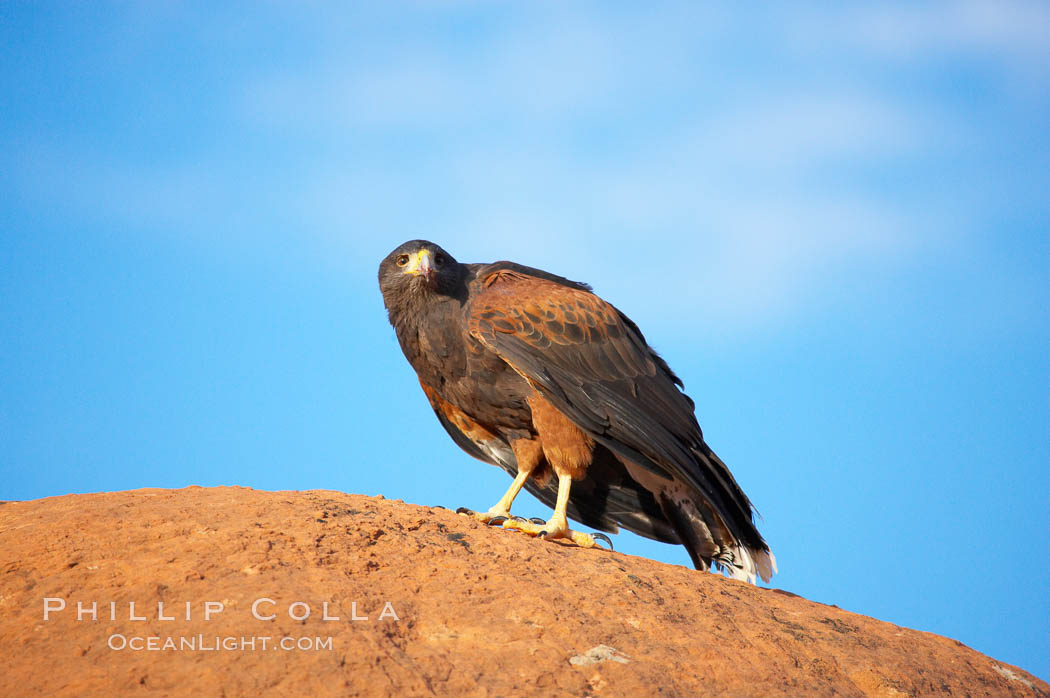 Harris hawk., Parabuteo unicinctus, natural history stock photograph, photo id 12184