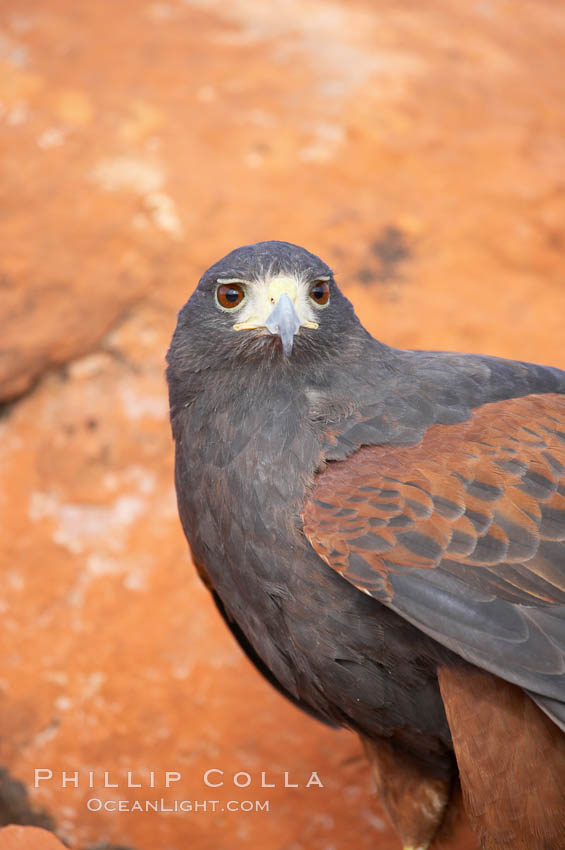 Harris hawk., Parabuteo unicinctus, natural history stock photograph, photo id 12192