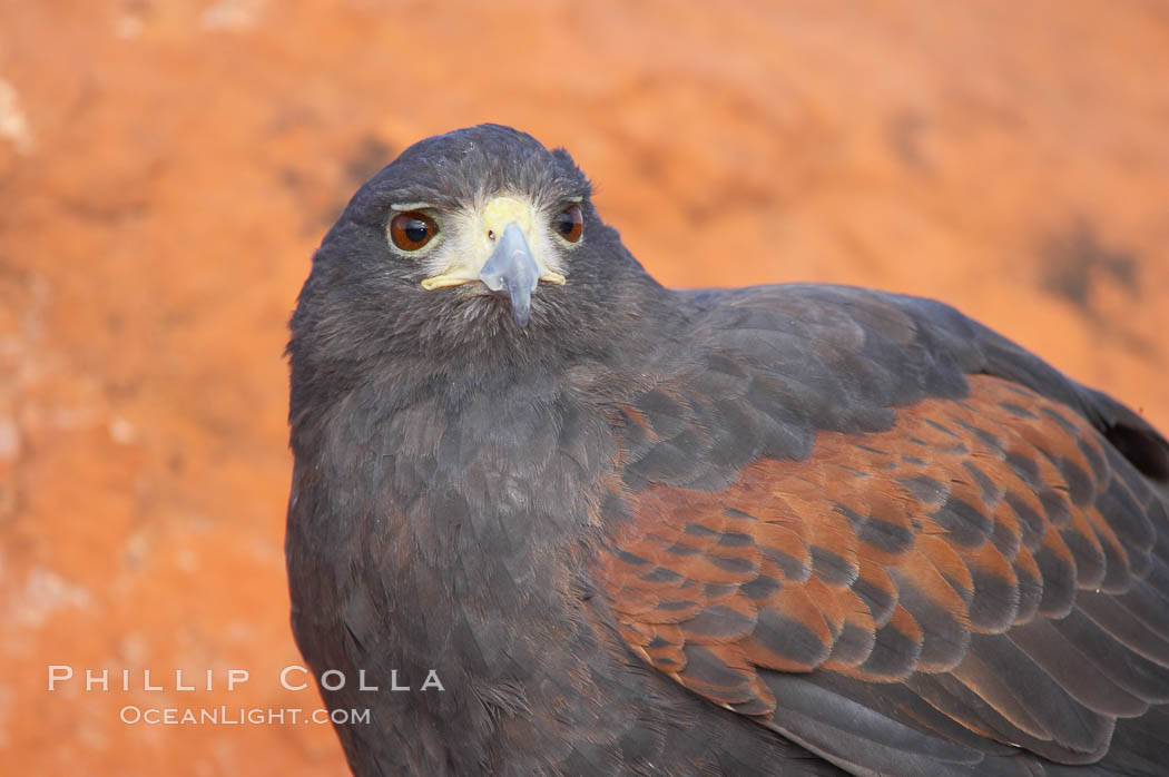 Harris hawk., Parabuteo unicinctus, natural history stock photograph, photo id 12196