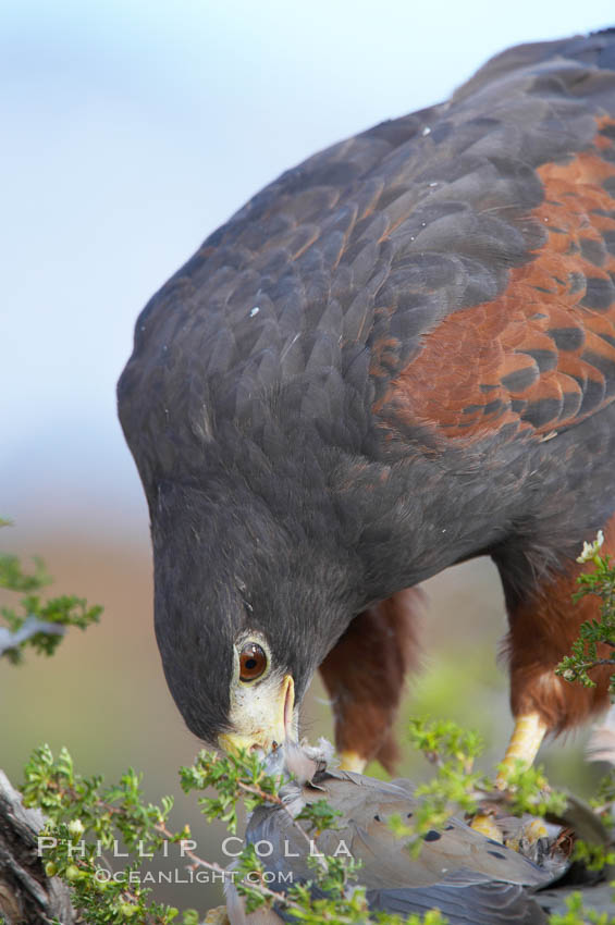 Harris hawk devours a dove., Parabuteo unicinctus, natural history stock photograph, photo id 12200