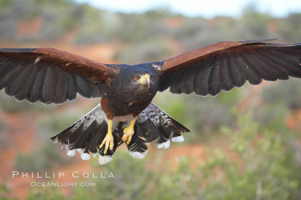 Harris hawk in flight., Parabuteo unicinctus, natural history stock photograph, photo id 12155