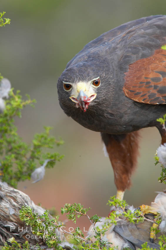 Harris hawk devours a dove., Parabuteo unicinctus, natural history stock photograph, photo id 12159