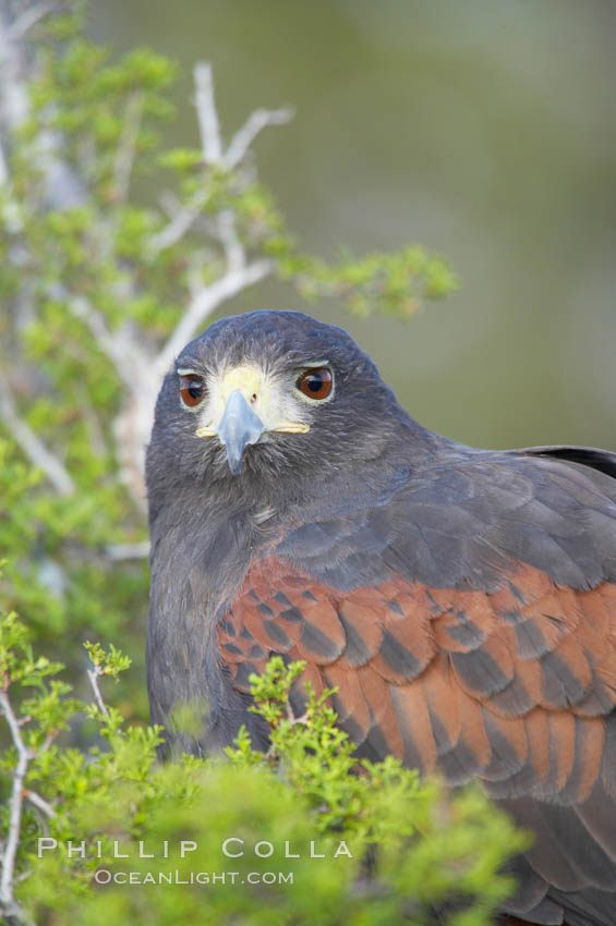 Harris hawk., Parabuteo unicinctus, natural history stock photograph, photo id 12163