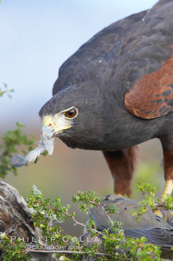 Harris hawk devours a dove., Parabuteo unicinctus, natural history stock photograph, photo id 12167