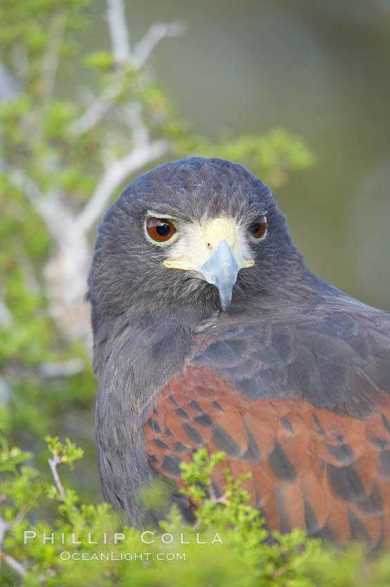 Harris hawk., Parabuteo unicinctus, natural history stock photograph, photo id 12171