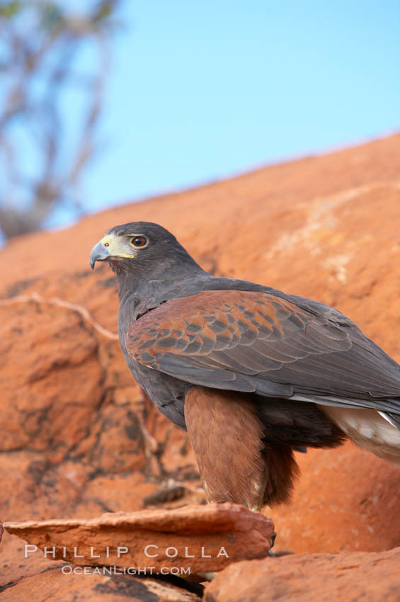 Harris hawk., Parabuteo unicinctus, natural history stock photograph, photo id 12175