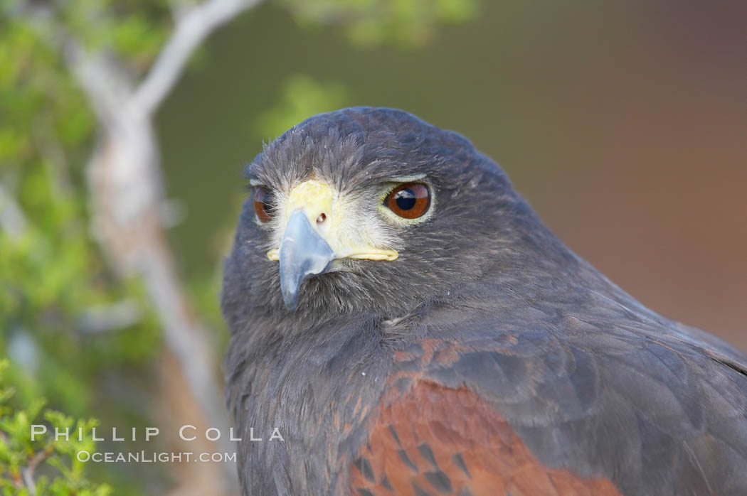 Harris hawk., Parabuteo unicinctus, natural history stock photograph, photo id 12179