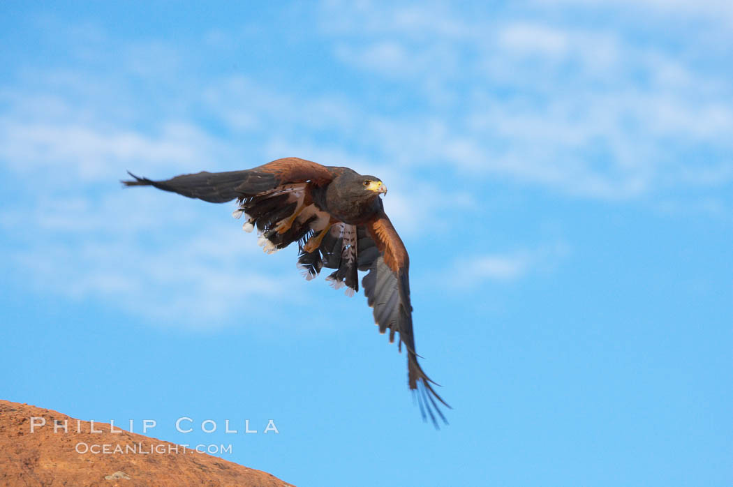 Harris hawk in flight., Parabuteo unicinctus, natural history stock photograph, photo id 12191
