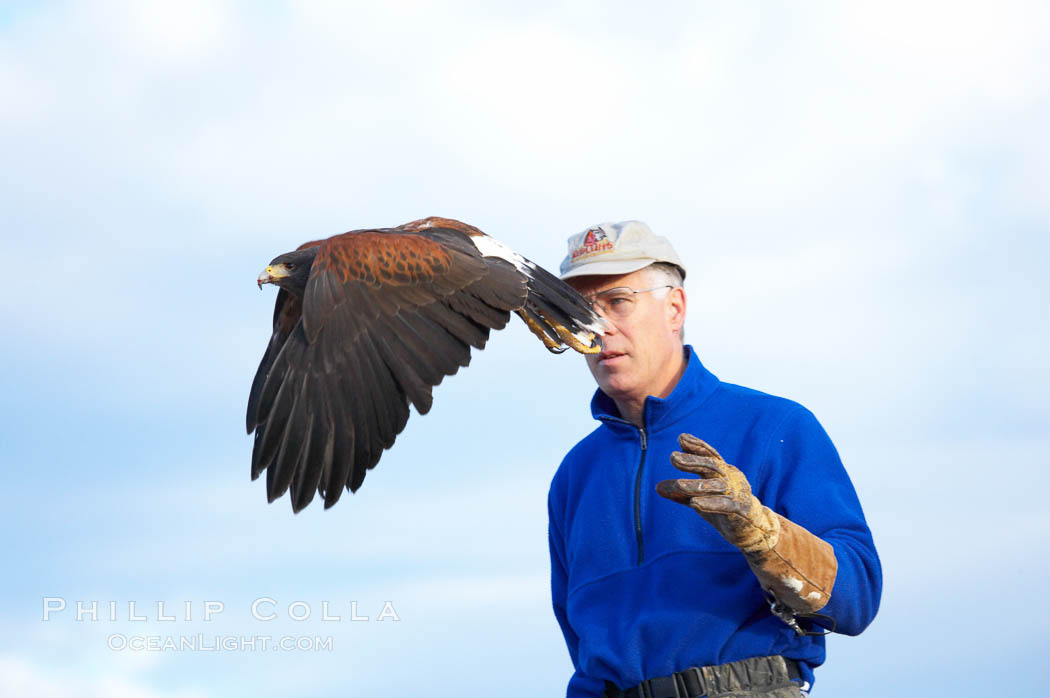 Harris hawk takes flight from the arm of his falconer., Parabuteo unicinctus, natural history stock photograph, photo id 12203