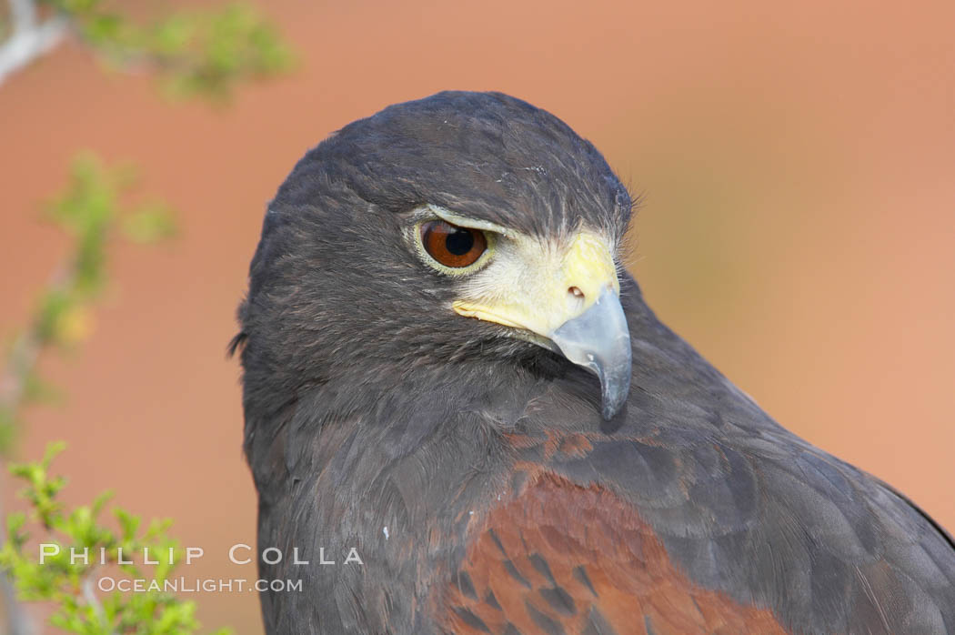 Harris hawk., Parabuteo unicinctus, natural history stock photograph, photo id 12165