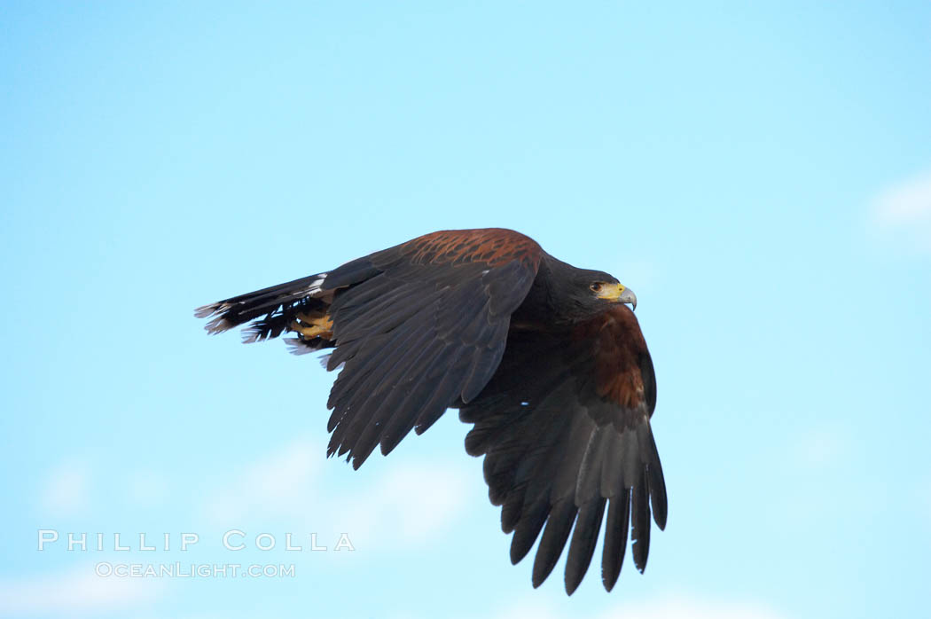 Harris hawk in flight., Parabuteo unicinctus, natural history stock photograph, photo id 12169