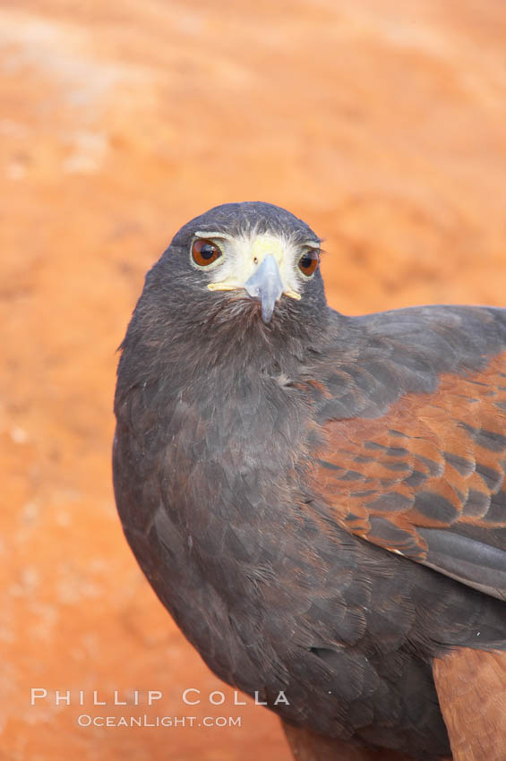 Harris hawk., Parabuteo unicinctus, natural history stock photograph, photo id 12177