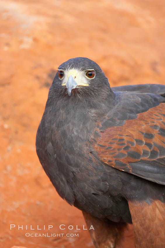 Harris hawk., Parabuteo unicinctus, natural history stock photograph, photo id 12193