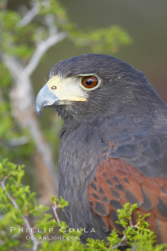 Harris hawk., Parabuteo unicinctus, natural history stock photograph, photo id 12197