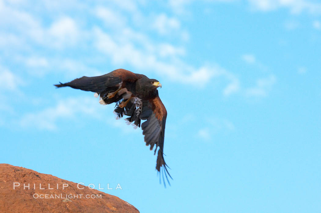 Harris hawk in flight., Parabuteo unicinctus, natural history stock photograph, photo id 12201