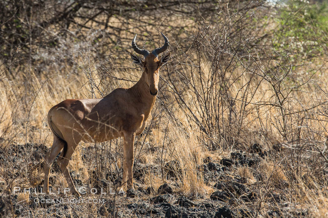 Hartebeest, Meru National Park, Kenya., Alcelaphus buselaphus, natural history stock photograph, photo id 29658