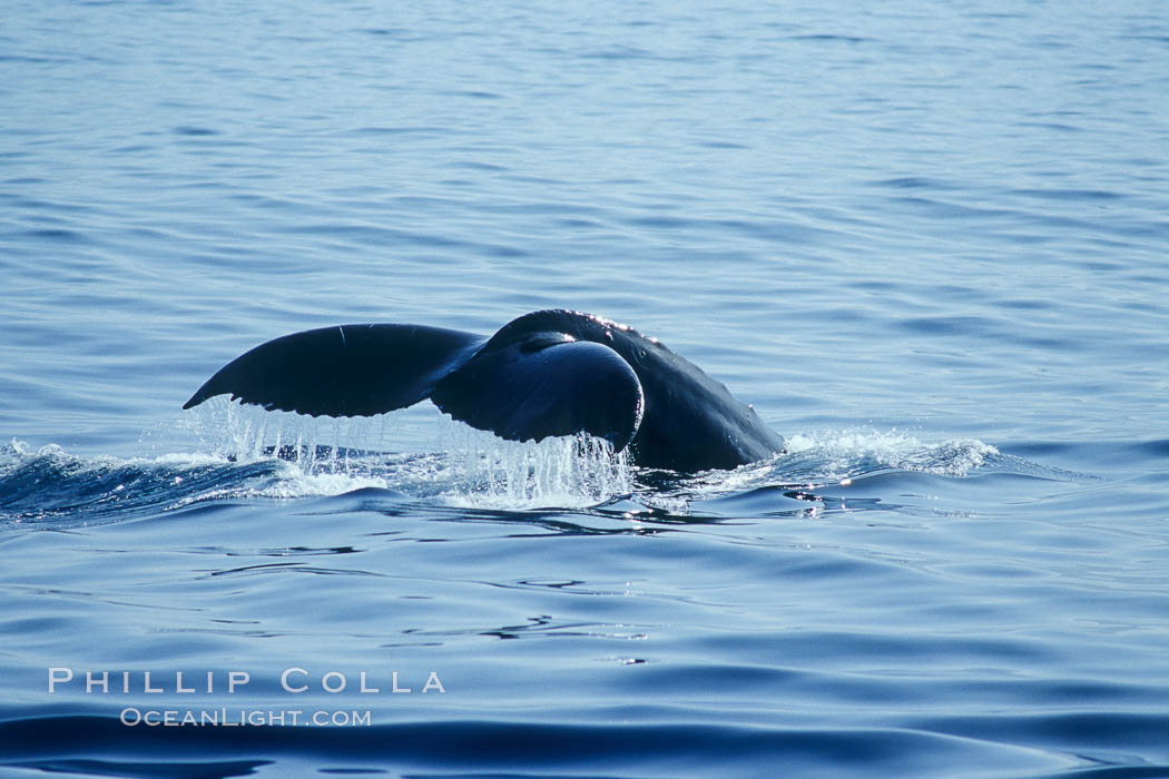 North Pacific humpback whale, fluke raised prior to dive. Maui, Hawaii, USA, Megaptera novaeangliae, natural history stock photograph, photo id 05878
