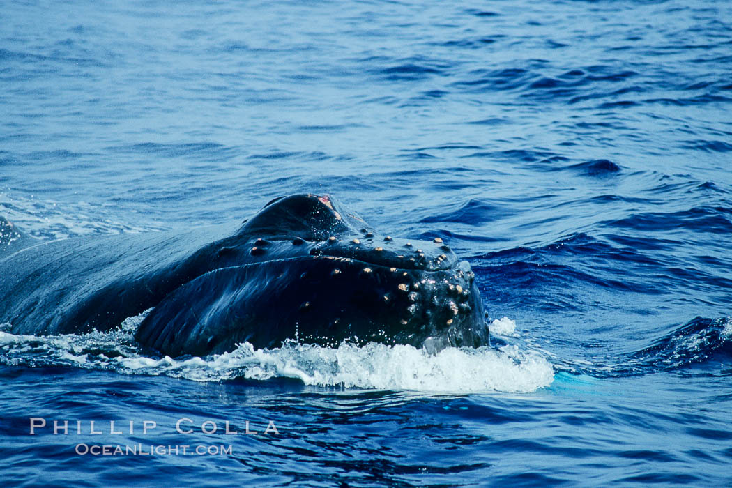 North Pacific humpback whale, escort, rostrum showing wounded tubercles. Maui, Hawaii, USA, Megaptera novaeangliae, natural history stock photograph, photo id 05898