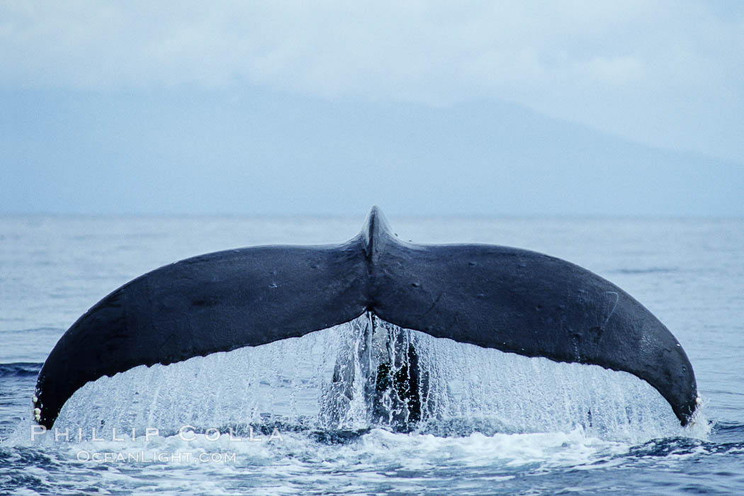 North Pacific humpback whale, fluke raised prior to dive. Maui, Hawaii, USA, Megaptera novaeangliae, natural history stock photograph, photo id 05914