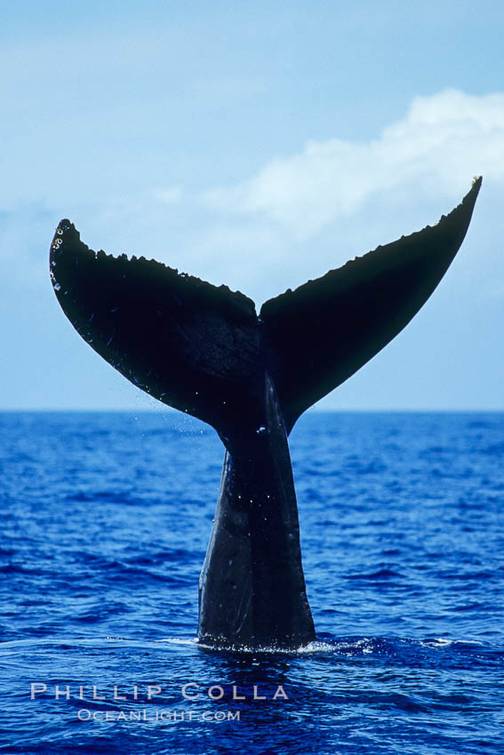 North Pacific humpback whale, fluke held above water. Maui, Hawaii, USA, Megaptera novaeangliae, natural history stock photograph, photo id 05872