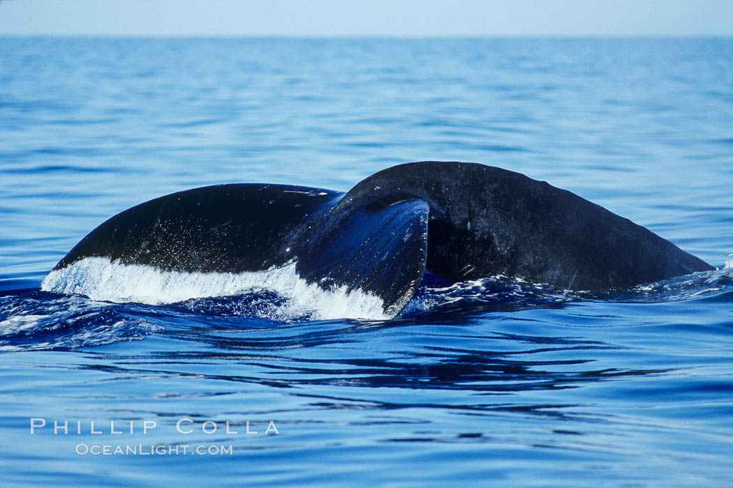 North Pacific humpback whale, fluke (tail) raised prior to dive., Megaptera novaeangliae, natural history stock photograph, photo id 05904