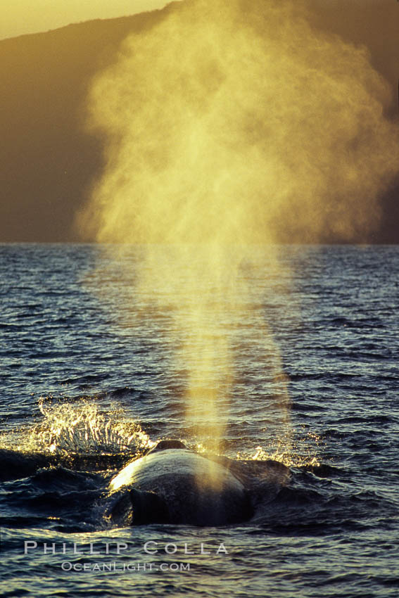 North Pacific humpback whale, blow at sunset. Maui, Hawaii, USA, Megaptera novaeangliae, natural history stock photograph, photo id 05883