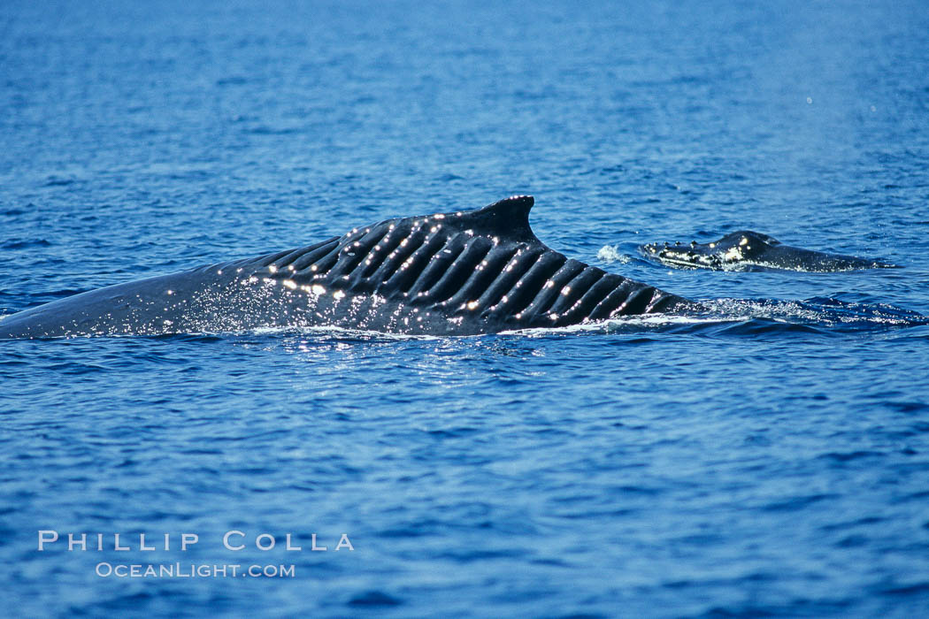 Blade Runner, the injured North Pacific humpback whale, is seen with her calf swimming alongside. This humpback whale showing extensive scarring, almost certainly from a boat propeller, on dorsal ridge.  This female North Pacific humpback whale was first seen with the depicted lacerations near the island of Maui in the Hawaiian Islands in the mid-90s, and is the original humpback to bear the name 'Blade Runner'. This female has apparently recovered, as evidenced by her calf in the background. A South Pacific humpback whale endured a similar injury in Sydney Australia in 2001, and bears a remarkably similar scar pattern to the above-pictured whale. USA, Megaptera novaeangliae, natural history stock photograph, photo id 05907