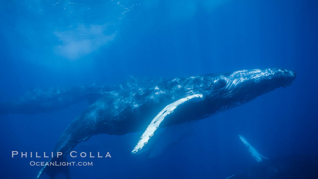 North Pacific humpback whale underwater. Maui, Hawaii, USA, Megaptera novaeangliae, natural history stock photograph, photo id 04537