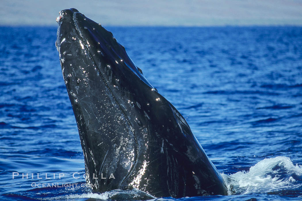 North Pacific humpback whale, escort, rostrum showing wounded tubercles. Maui, Hawaii, USA, Megaptera novaeangliae, natural history stock photograph, photo id 05869