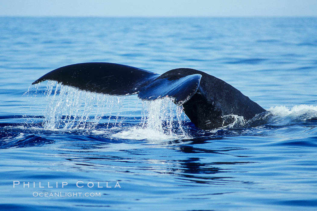 North Pacific humpback whale, fluke (tail) raised prior to dive. Maui, Hawaii, USA, Megaptera novaeangliae, natural history stock photograph, photo id 05905