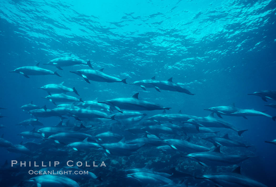 Hawaiian spinner dolphin. Lanai, USA, Stenella longirostris, natural history stock photograph, photo id 00106