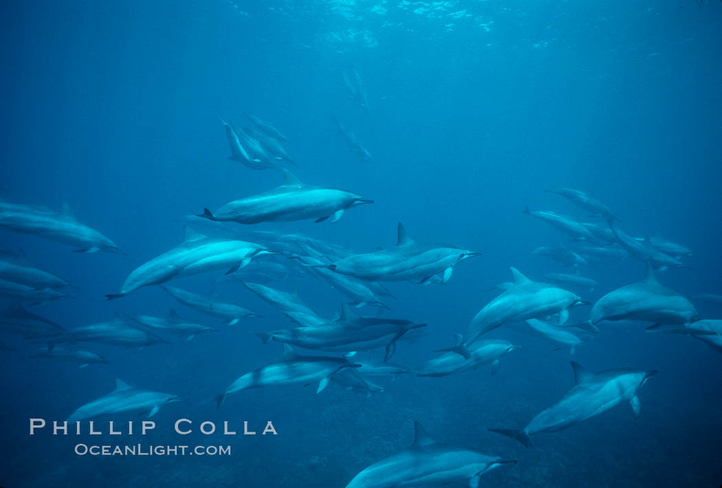 Hawaiian spinner dolphin. Lanai, USA, Stenella longirostris, natural history stock photograph, photo id 00110