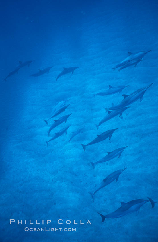 Hawaiian spinner dolphin. Lanai, USA, Stenella longirostris, natural history stock photograph, photo id 04984