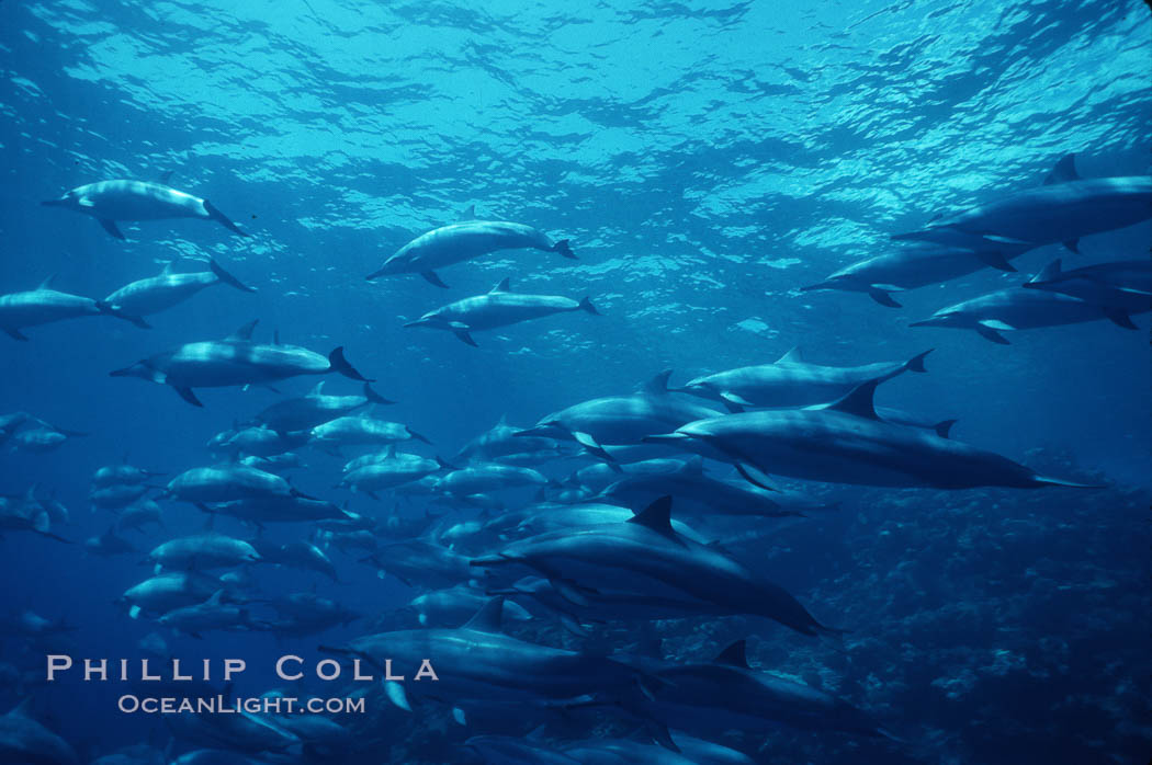 Hawaiian spinner dolphin. Lanai, USA, Stenella longirostris, natural history stock photograph, photo id 00107