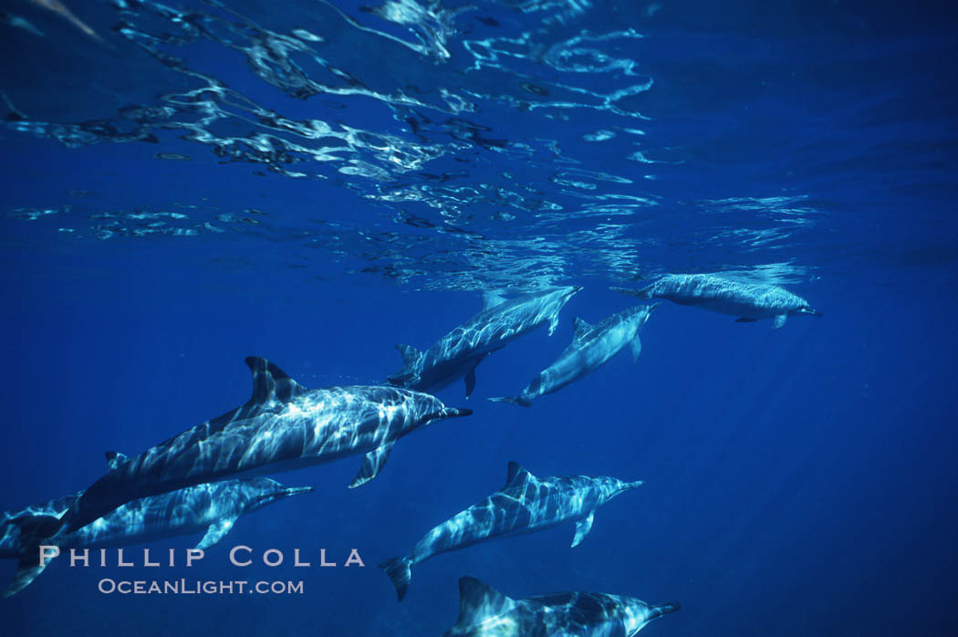 Hawaiian spinner dolphin. Lanai, USA, Stenella longirostris, natural history stock photograph, photo id 00319