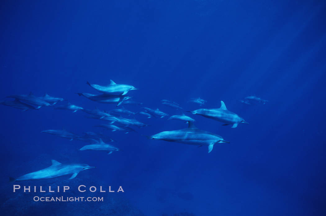 Hawaiian spinner dolphin. Lanai, USA, Stenella longirostris, natural history stock photograph, photo id 04983