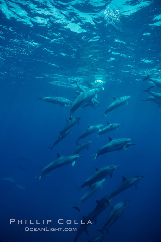 Hawaiian spinner dolphin. Lanai, USA, Stenella longirostris, natural history stock photograph, photo id 00113