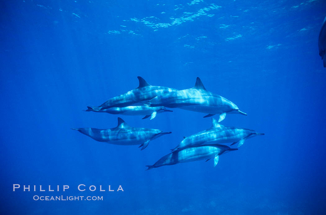 Hawaiian spinner dolphin. Lanai, USA, Stenella longirostris, natural history stock photograph, photo id 00321