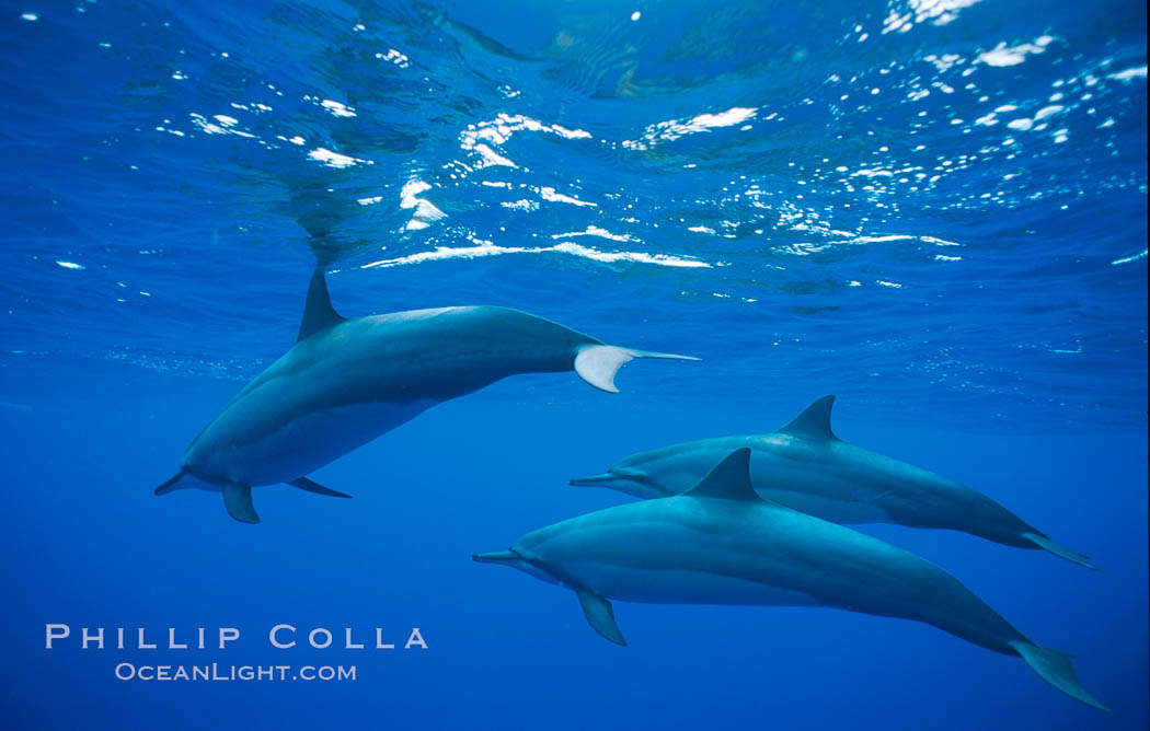 Hawaiian spinner dolphin. Lanai, USA, Stenella longirostris, natural history stock photograph, photo id 01161