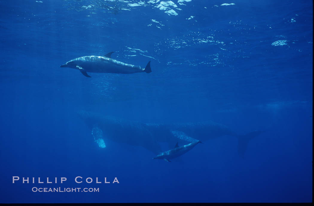 Spinner dolphins (2) alongside humpback whales. Maui, Hawaii, USA, Megaptera novaeangliae, Stenella longirostris, natural history stock photograph, photo id 04533