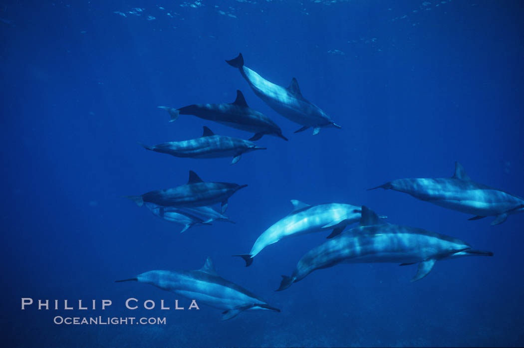 Hawaiian spinner dolphin. Lanai, USA, Stenella longirostris, natural history stock photograph, photo id 04981