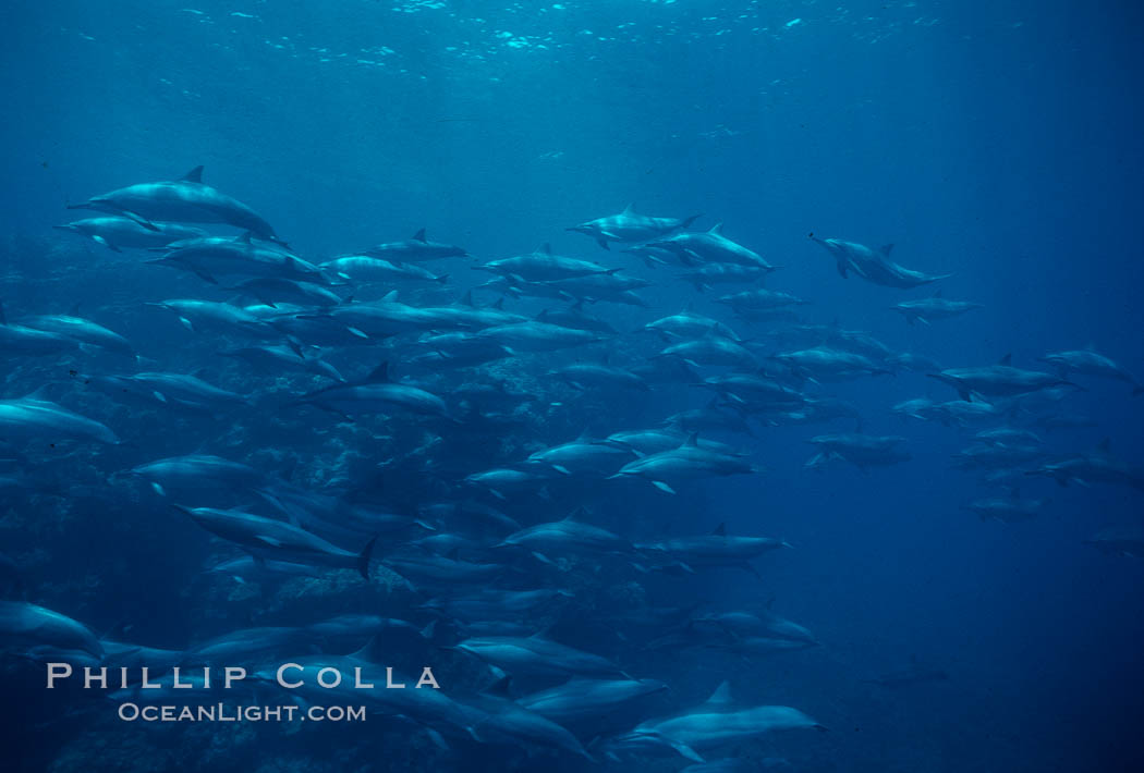 Hawaiian spinner dolphin. Lanai, USA, Stenella longirostris, natural history stock photograph, photo id 04985