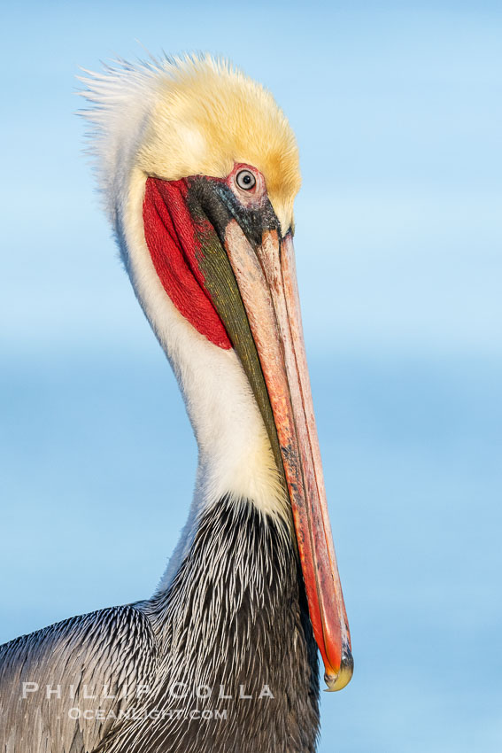Head Portrait of California Brown Pelican in early morning light, blue Pacific Ocean in background, adult winter non-breeding plumage. La Jolla, USA, Pelecanus occidentalis, Pelecanus occidentalis californicus, natural history stock photograph, photo id 39827