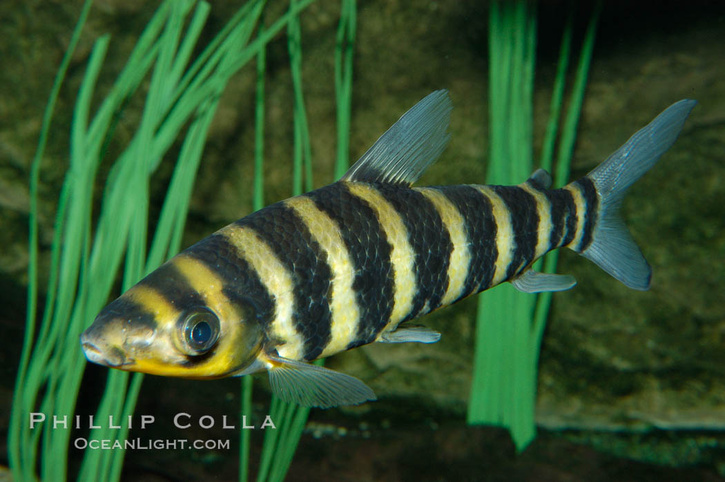 Headstander., Leporinus affinis, natural history stock photograph, photo id 09275