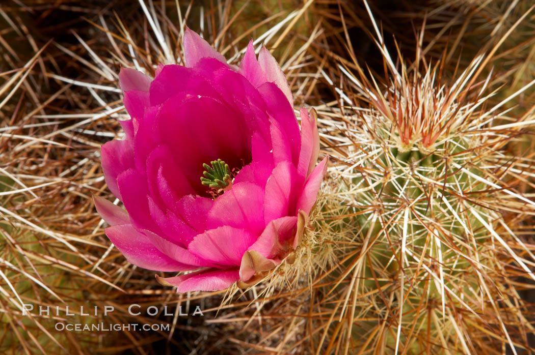 Hedgehog cactus blooms in spring. Joshua Tree National Park, California, USA, Echinocereus engelmannii, natural history stock photograph, photo id 11942