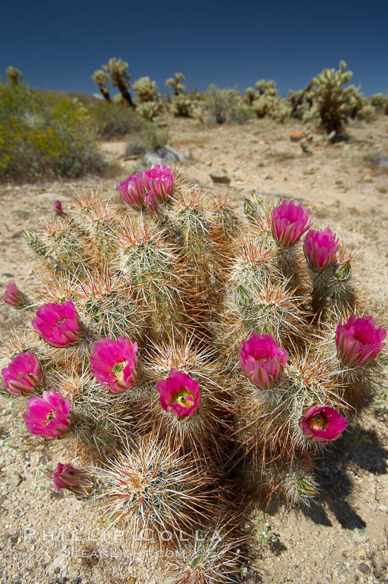 Hedgehog cactus blooms in spring. Joshua Tree National Park, California, USA, Echinocereus engelmannii, natural history stock photograph, photo id 11948
