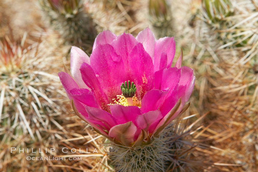 Hedgehog cactus blooms in spring. Joshua Tree National Park, California, USA, Echinocereus engelmannii, natural history stock photograph, photo id 11945